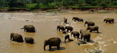 Gli elefanti a Pinnawala