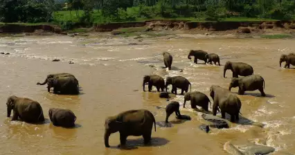Elephants in Pinnawala