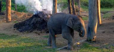 Slony v Chitwanu