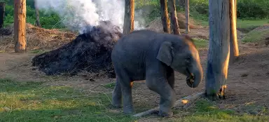 Elephants in Chitwan