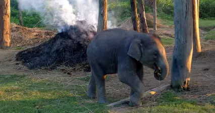 Olifanten in Chitwan