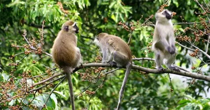 Safari around Lake Nkuruba