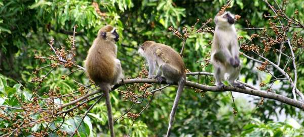 Safari around Lake Nkuruba