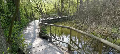 黒い森近くの草原を散歩