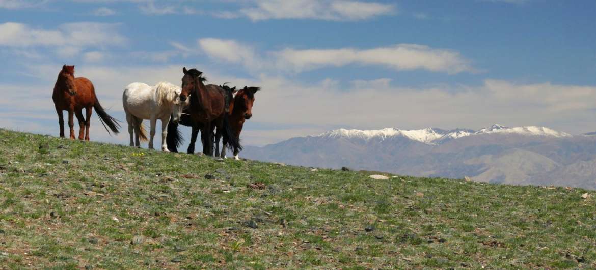 Locais Mongólia