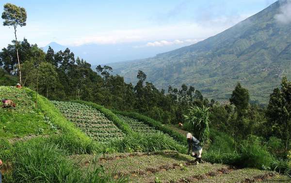 Fertile fields on Merapi