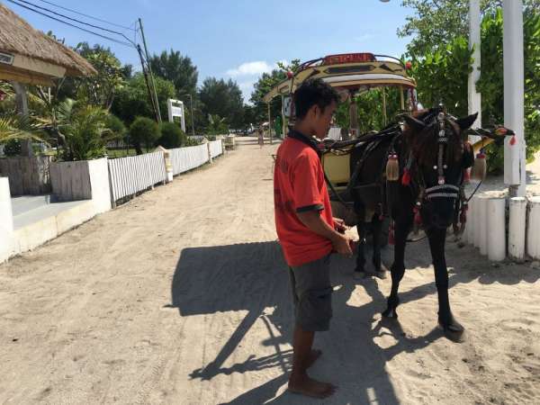 Horse taxi