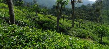 Les plantations de thé à Elle