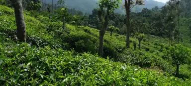 Teeplantagen in Elle