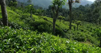 Tea plantations in Ella