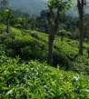 Tea plantations in Ella