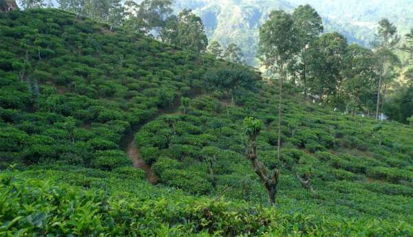 Tea plantations near Ella
