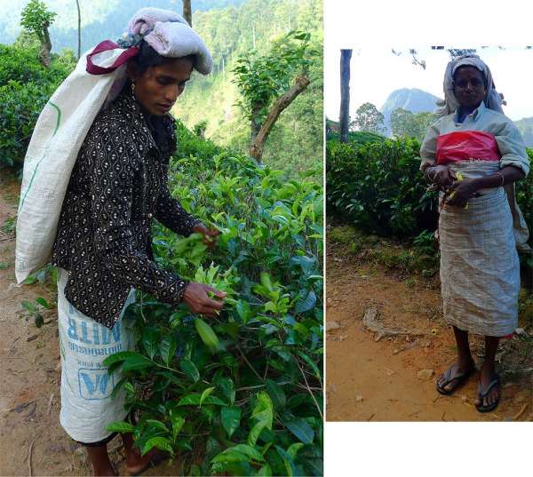 Tamilské sběračky čaje