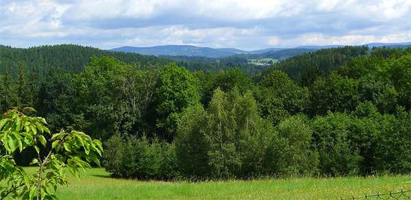 Meadow near Spalov