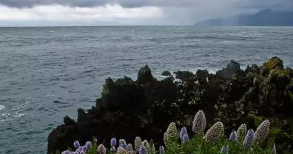 马德拉野生海岸之旅