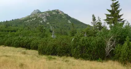 Szrenica