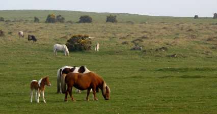Národní park Dartmoor