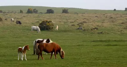 Dartmoor National Park
