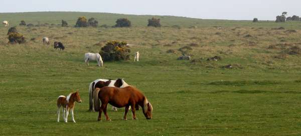 Národní park Dartmoor: Počasí a sezóna