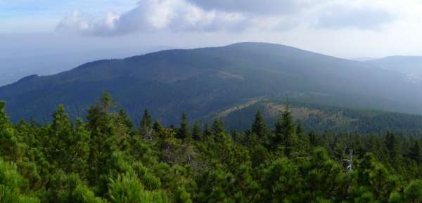 Vista de la cresta del bosque