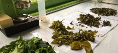 Visite d'une usine de thé vert