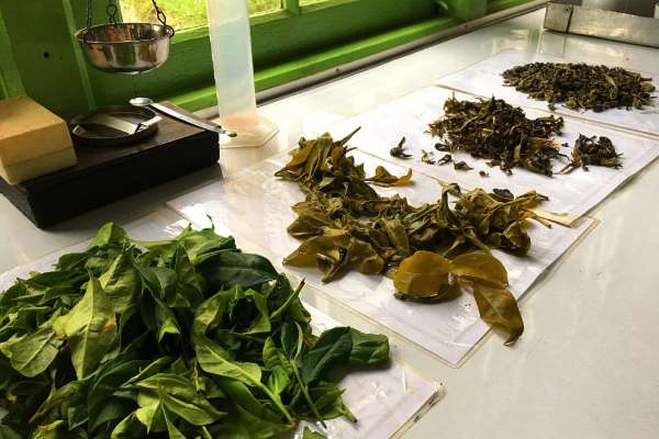 Processamento de folhas de chá