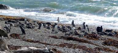 Pingouins à Seno Otway