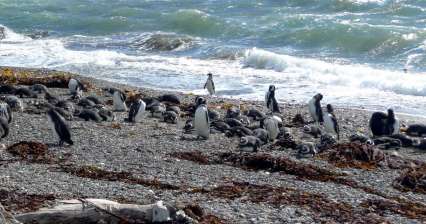 Pinguins em Seno Otway