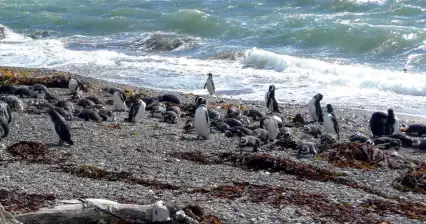 セノ・オトウェイのペンギン