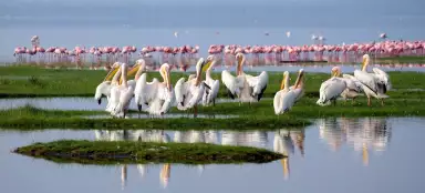 Jezero Nakuru