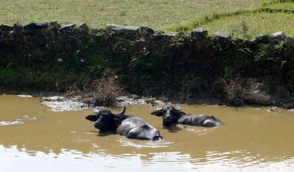 Búfalos de água