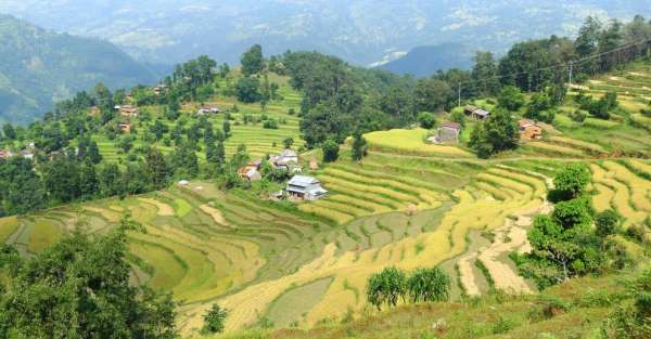 Posledný ryžová dediny
