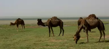 代叶湖