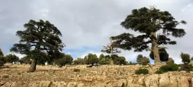 Cedars at the Col du Zad pass