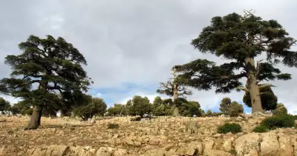 Cedros na passagem de Col du Zad