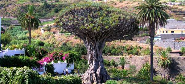 Drago Milenario: Turistika