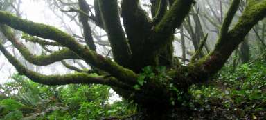Hmlový prales pohoria Anaga