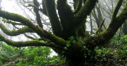 Misty forest of mountains range of Anaga