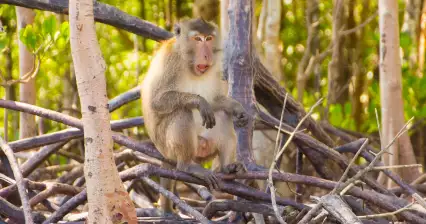 Mangrovy na Koh Lante