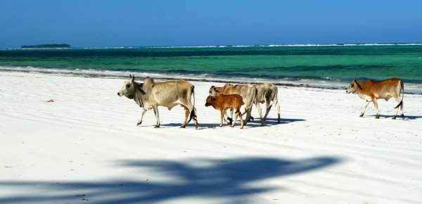 Um rebanho de vacas de Zanzibar