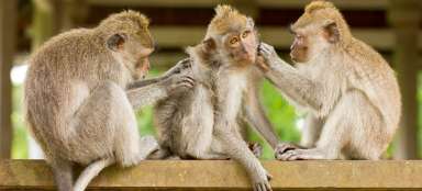 Scimmie nella foresta delle scimmie di Ubud