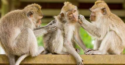 Monos en Ubud Monkey Forest