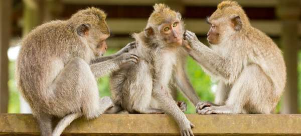Opice v Ubud Monkey Forest: Víza