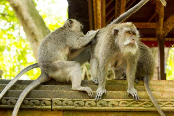 Schutz der Affen und ihrer Heiligkeit