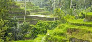 Terrazze di riso Tegalalang