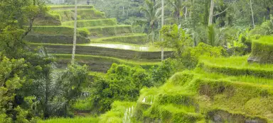 Terrazas de arroz de Tegalalang