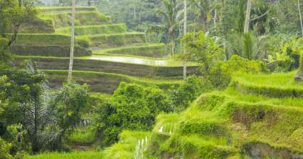 Rýžové terasy Tegalalang
