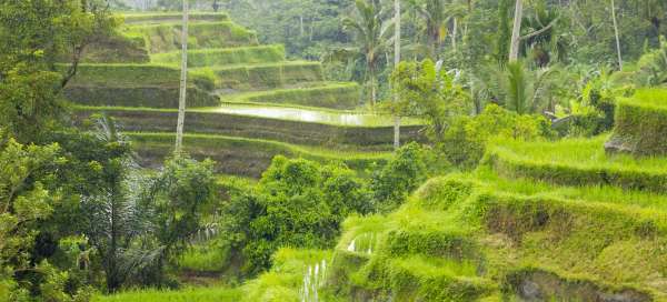 Tarasy ryżowe Tegalalang: Turystyka
