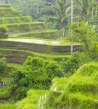 Terrazas de arroz de Tegalalang