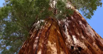 Národní park Sequoia